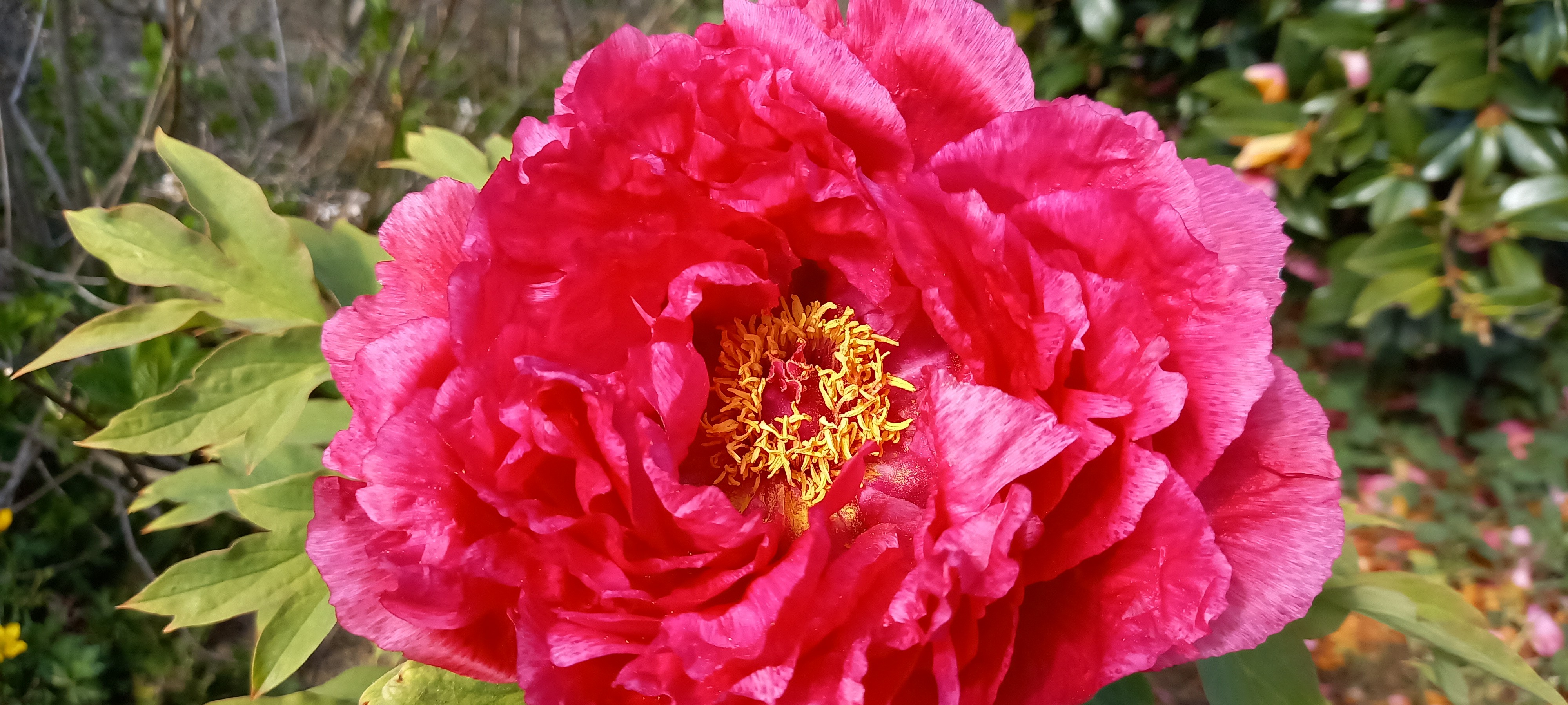 Paeonia suffruticosa 'cultivar indeterminé'