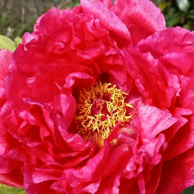 Paeonia suffruticosa 'cultivar indeterminé'