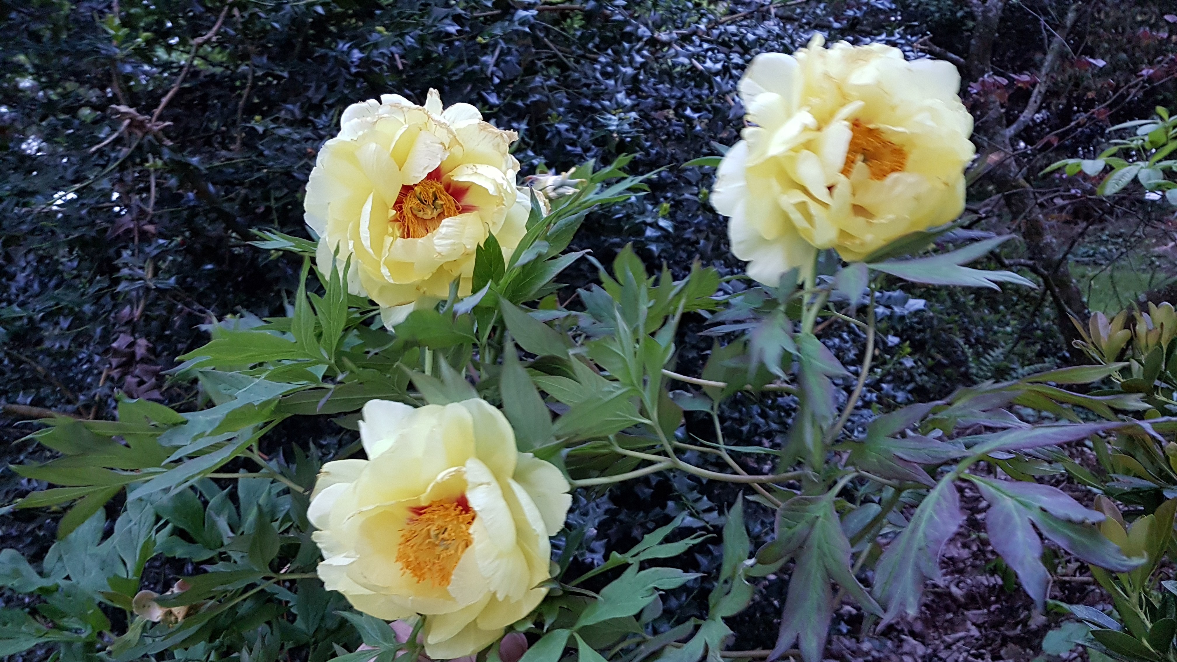 Paeonia suffruticosa 'High Noon'