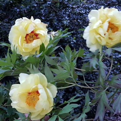 Paeonia suffruticosa 'High Noon'