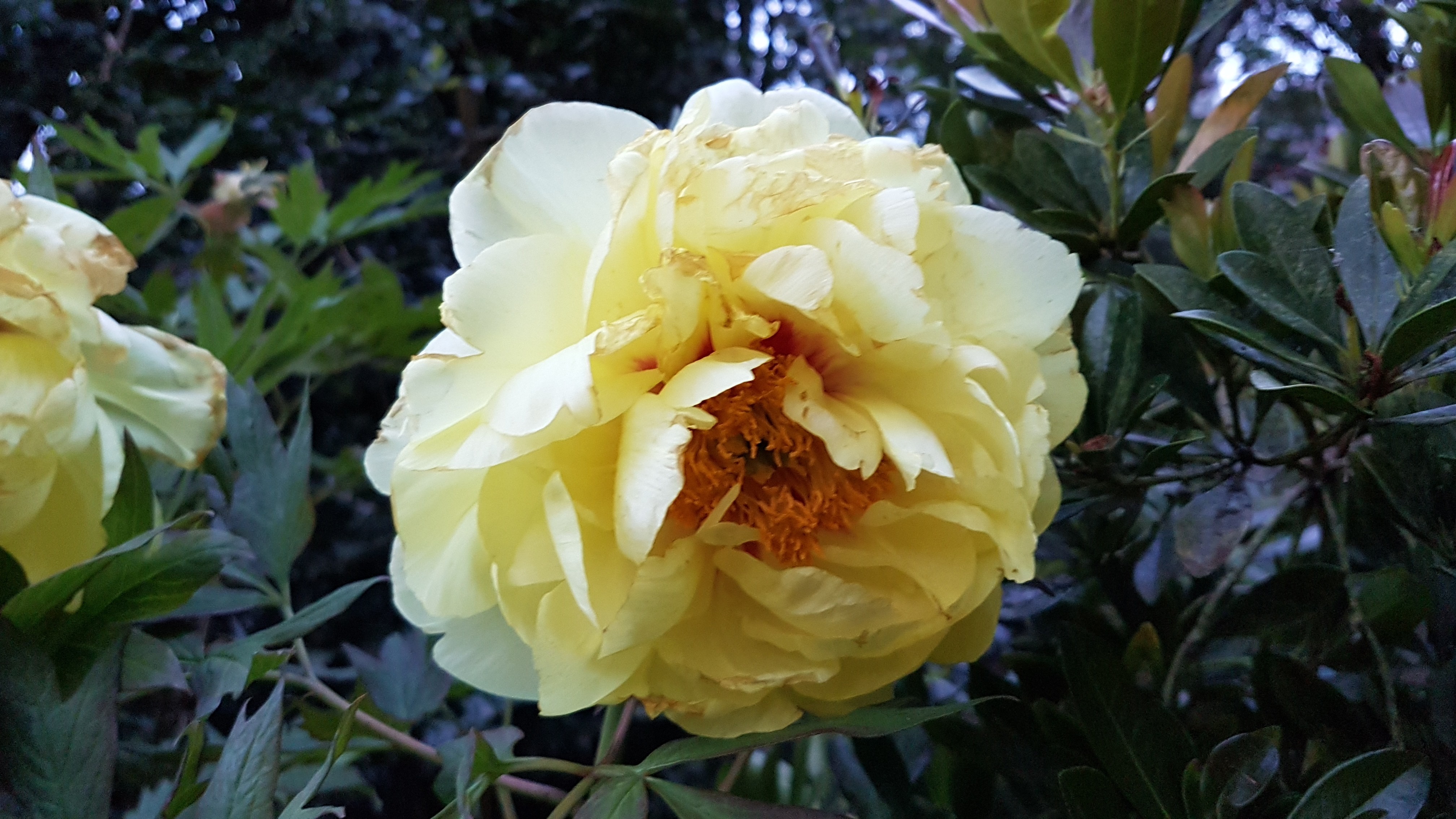 Paeonia suffruticosa 'High Noon'