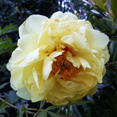 Paeonia suffruticosa 'High Noon'