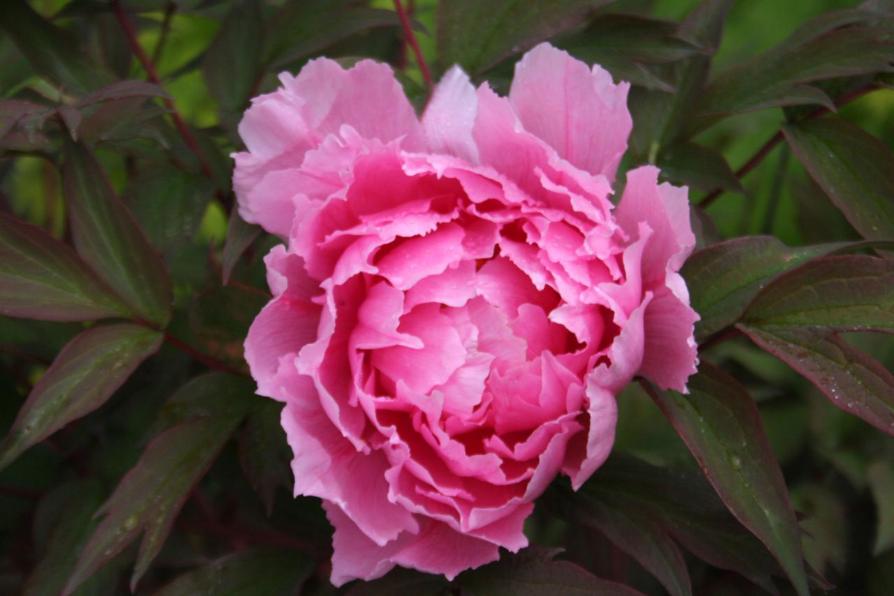 Paeonia suffruticosa 'Howki'