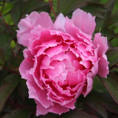 Paeonia suffruticosa 'Howki'