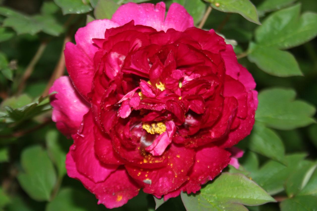 Paeonia 'cultivar indéterminé T2'