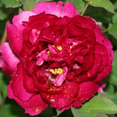 Paeonia 'cultivar indéterminé T2'