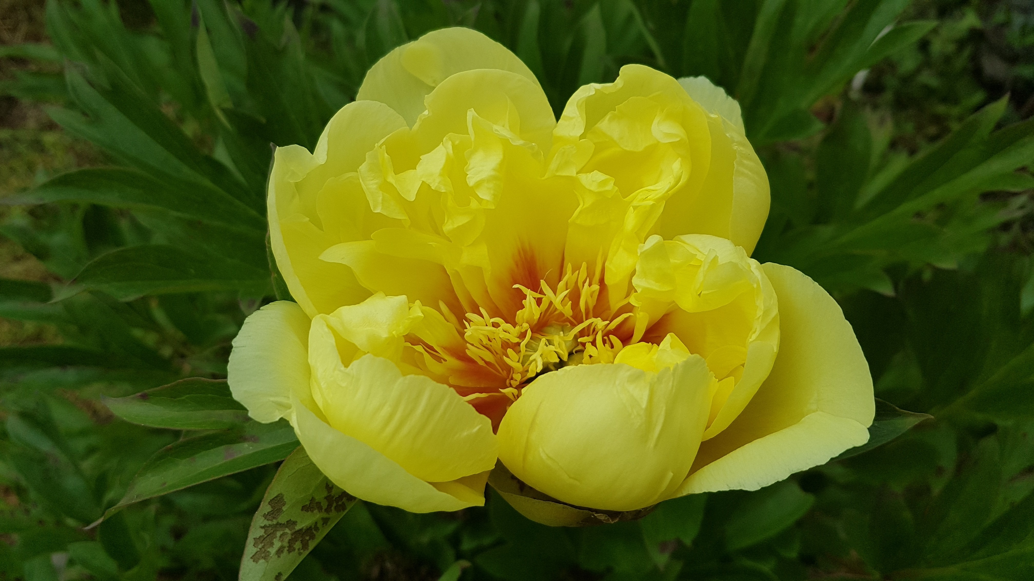 Paeonia x 'Bartzella' (x de Itho)