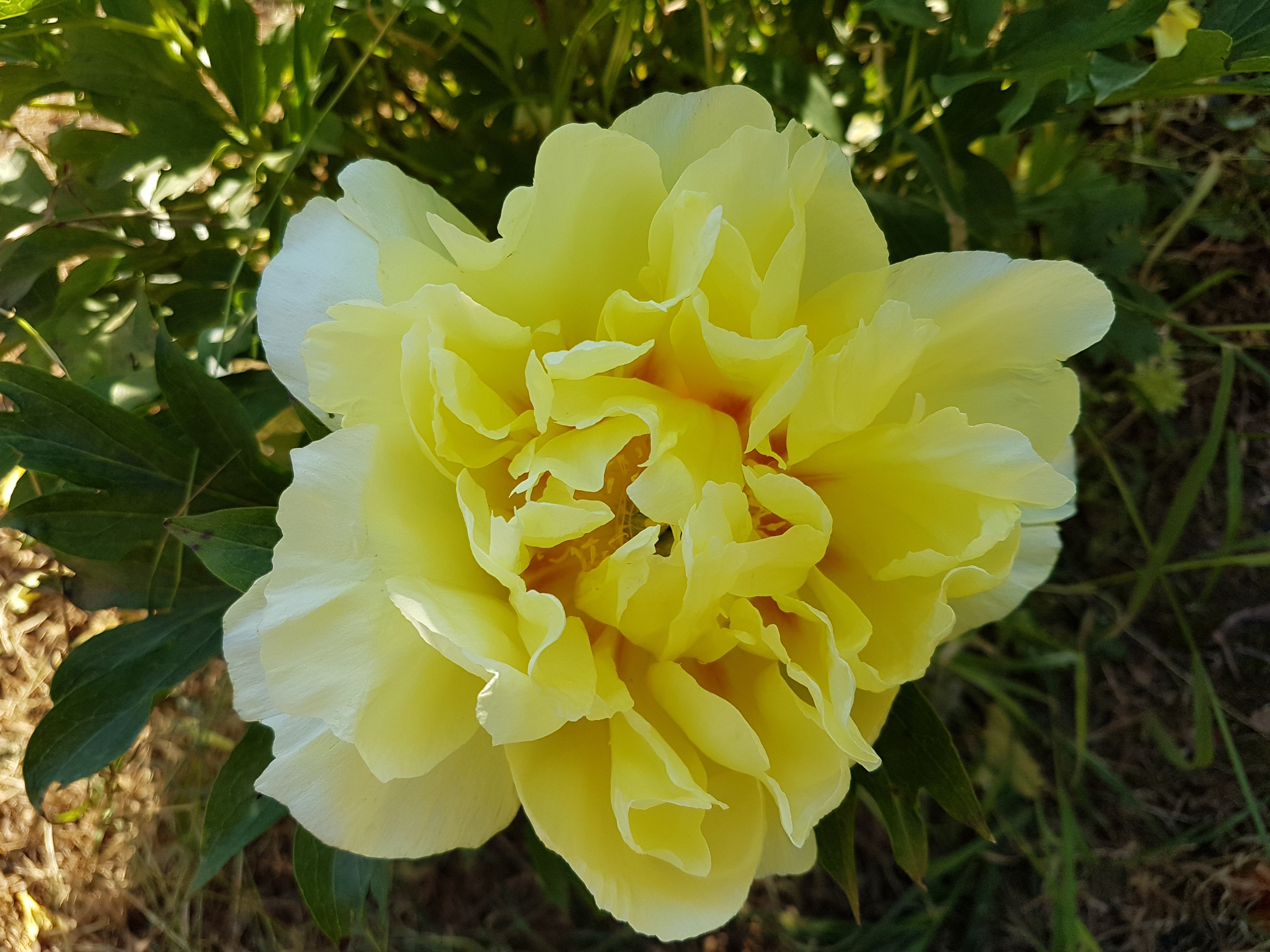 Paeonia x 'Bartzella' (x de Itho)