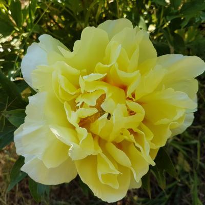 Paeonia x 'Bartzella' (x de Itho)