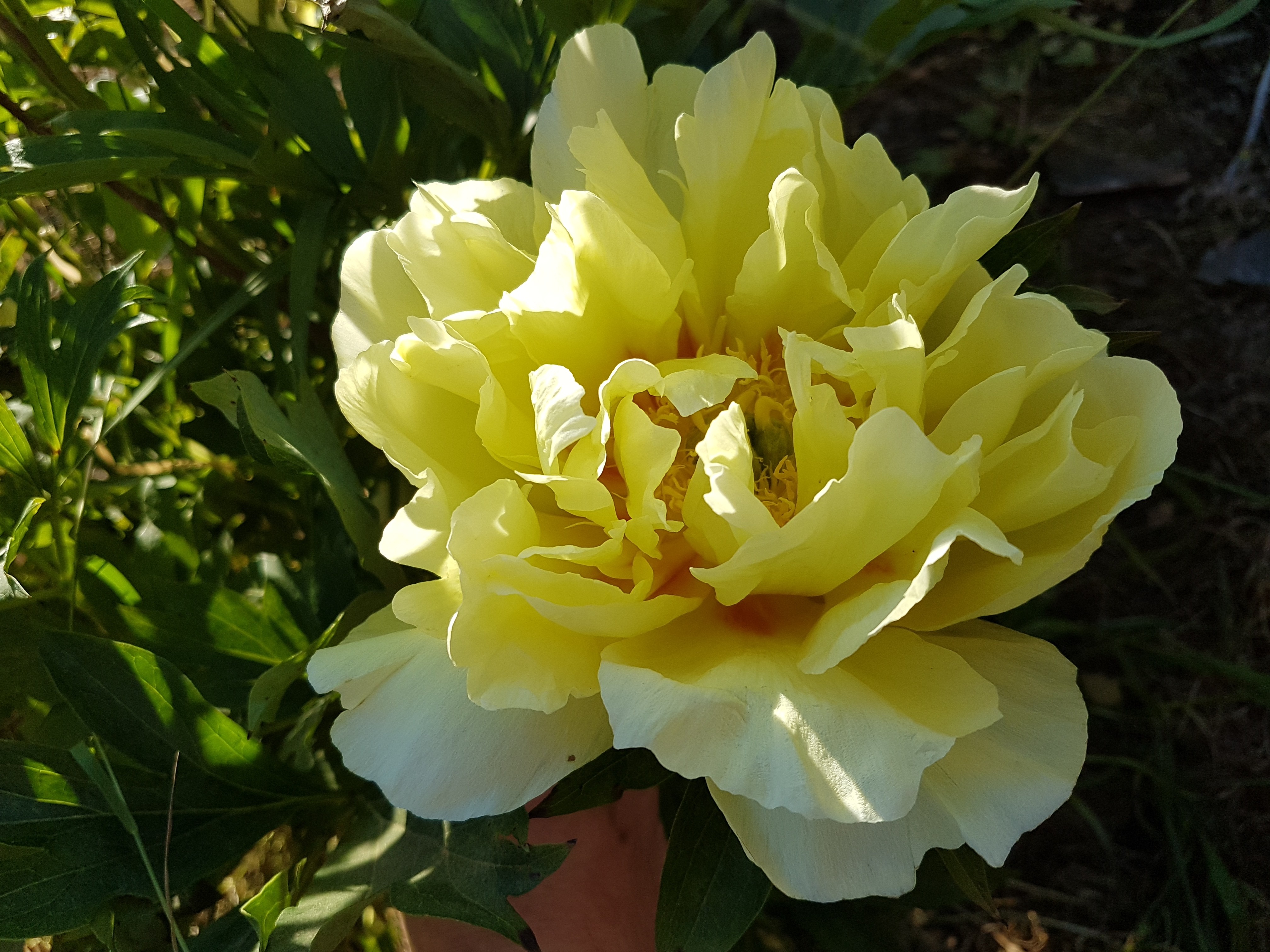 Paeonia x 'Bartzella' (x de Itho)