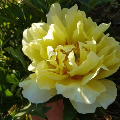 Paeonia x 'Bartzella' (x de Itho)