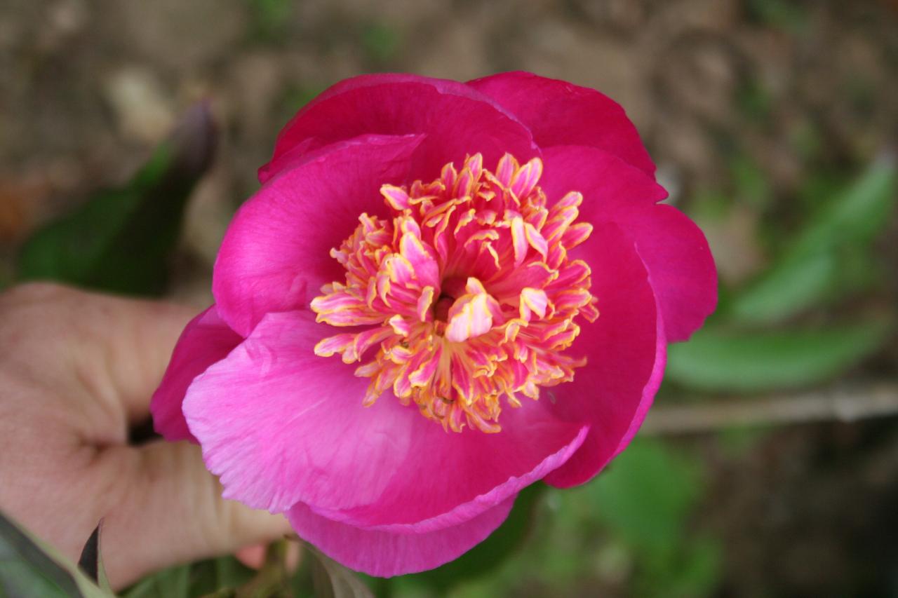 Paeonia x 'Coral Fay'