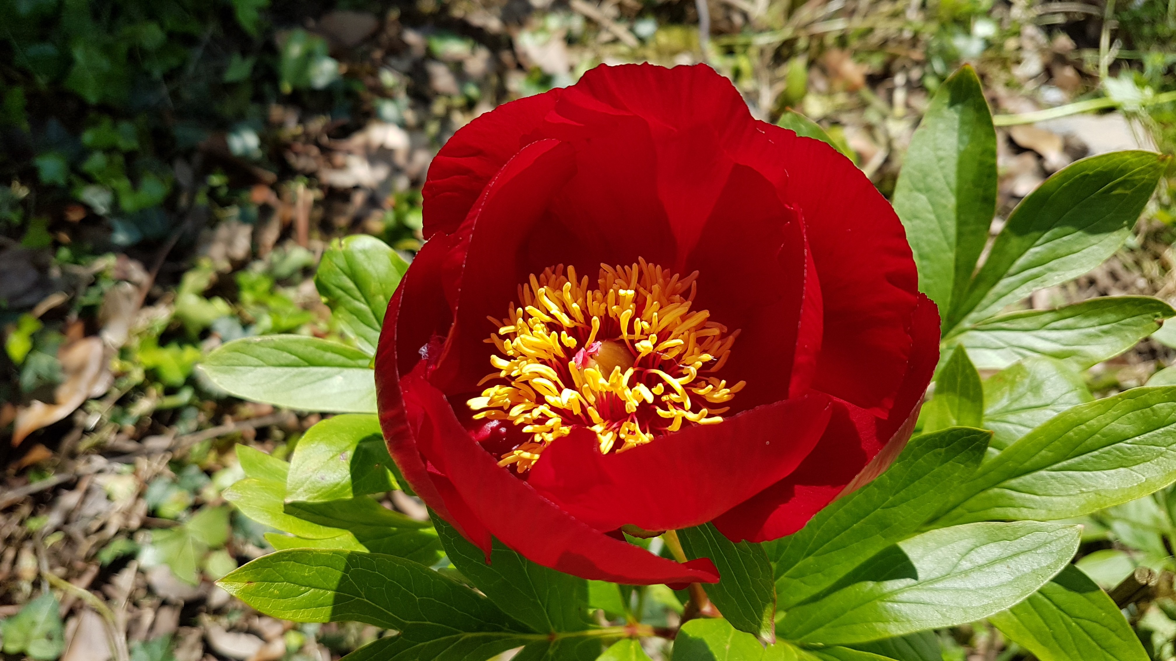 Paeonia x 'Favorita'