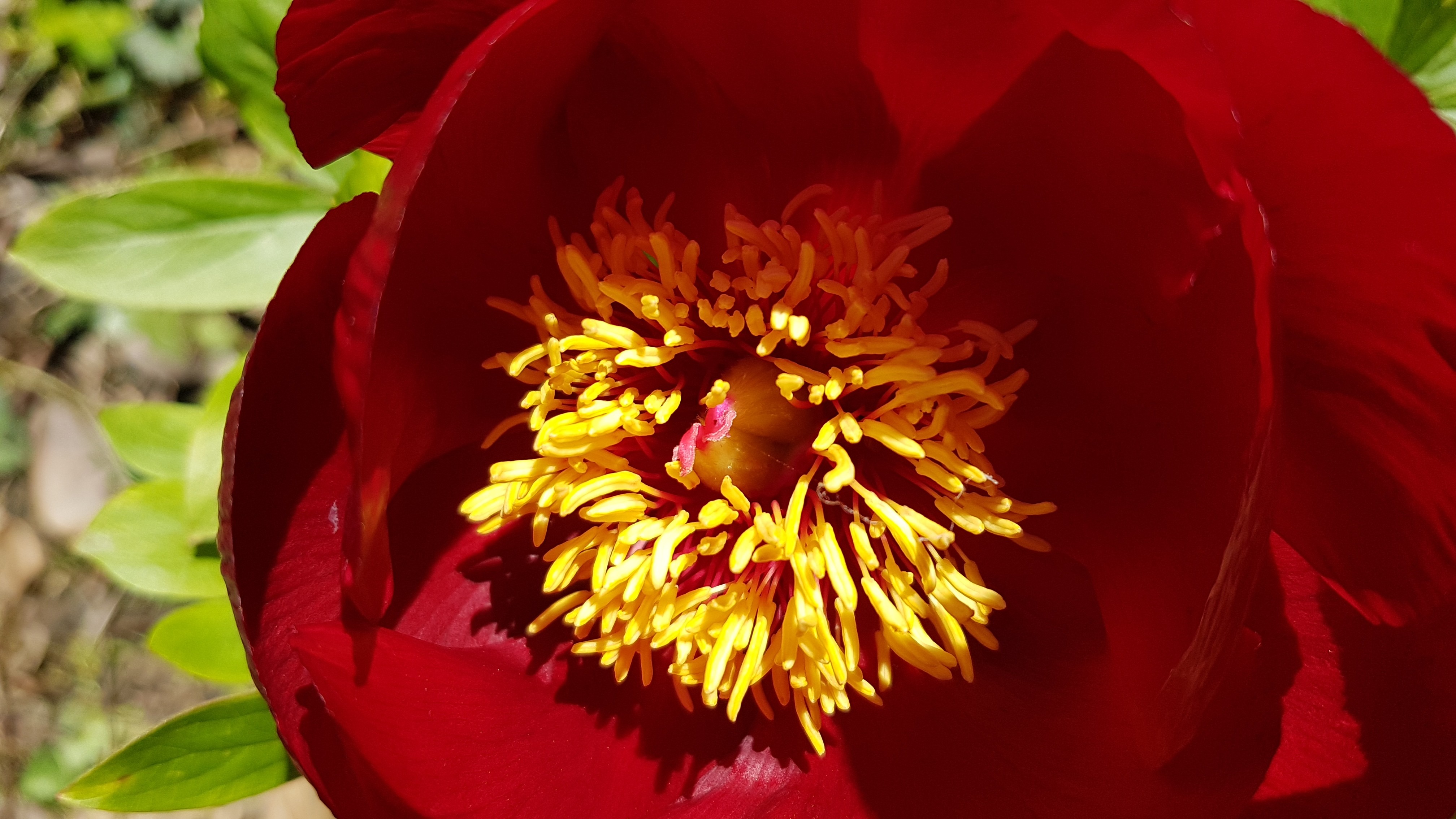 Paeonia x 'Favorita'