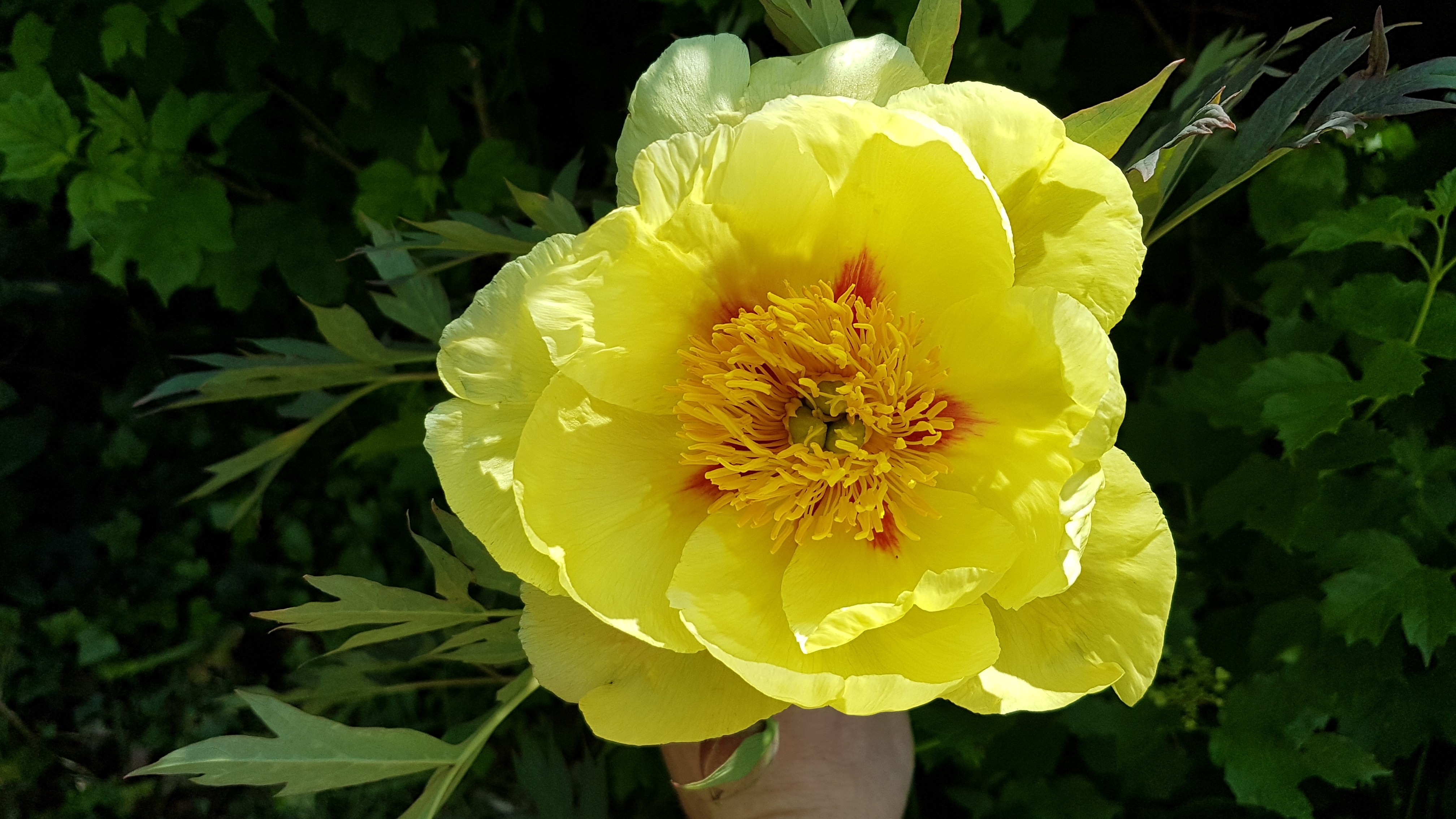 Paeonia x 'Golden Bowl'