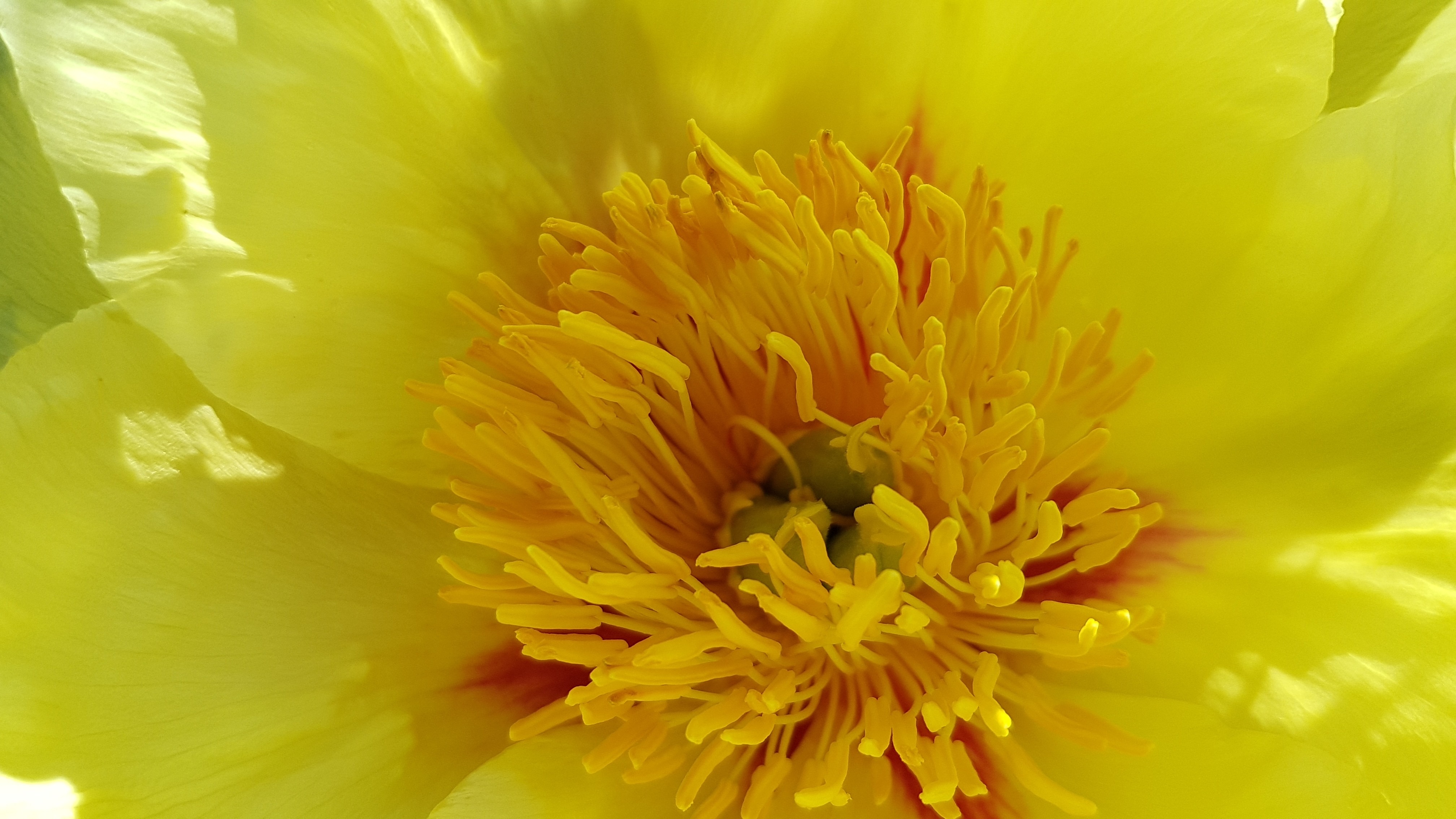 Paeonia x 'Golden Bowl'