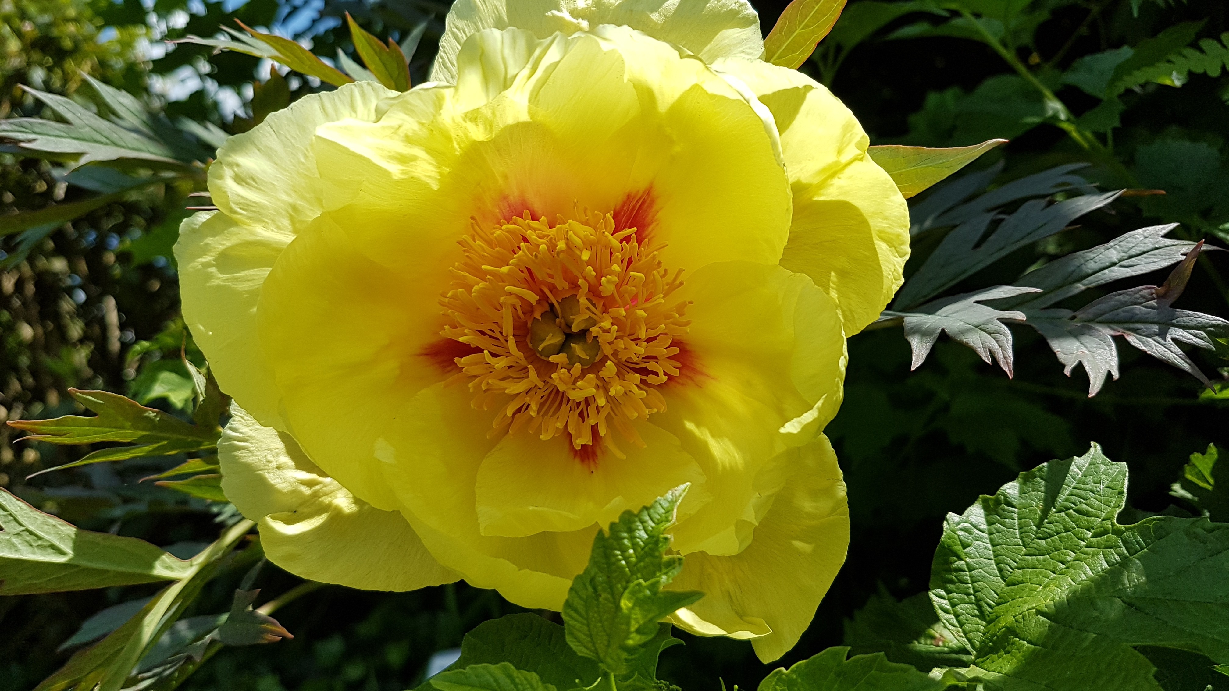 Paeonia x 'Golden Bowl'