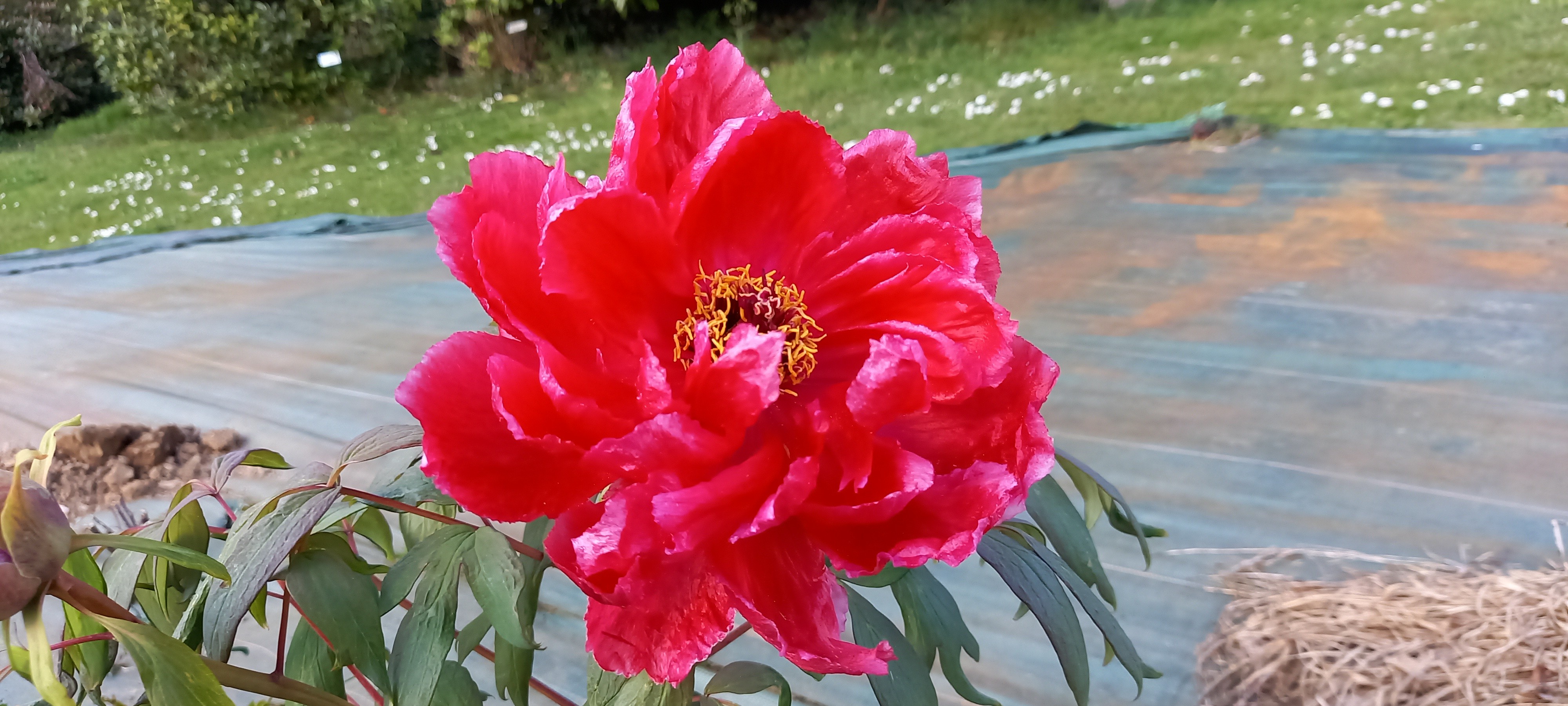 Paeonia x LOVELY  IN YOUR  GARDEN® BLACK (non flo rouge)