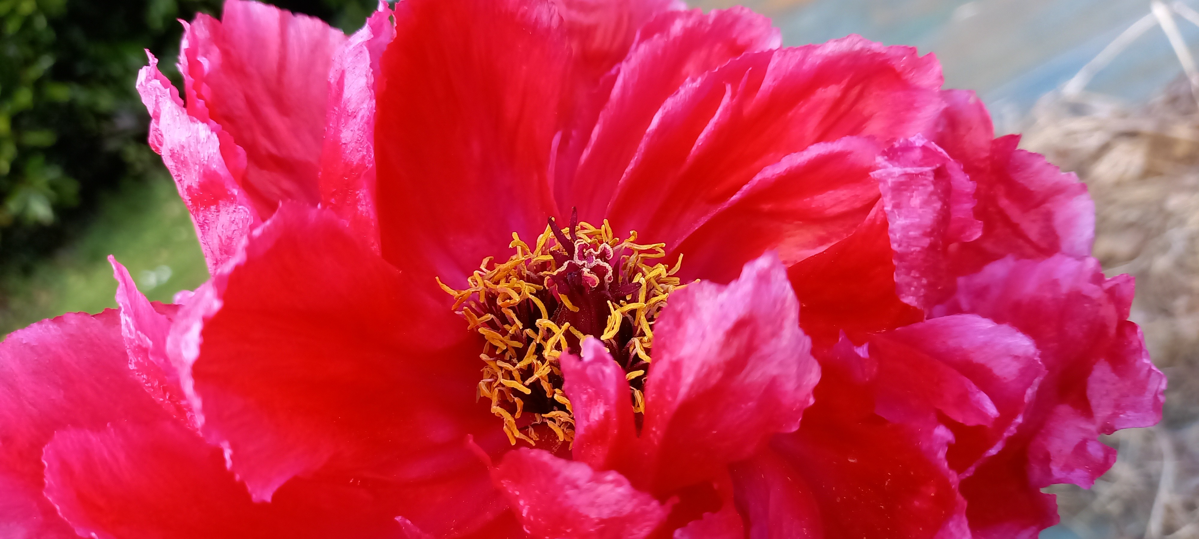 Paeonia x LOVELY  IN YOUR  GARDEN® BLACK (non flo rouge)