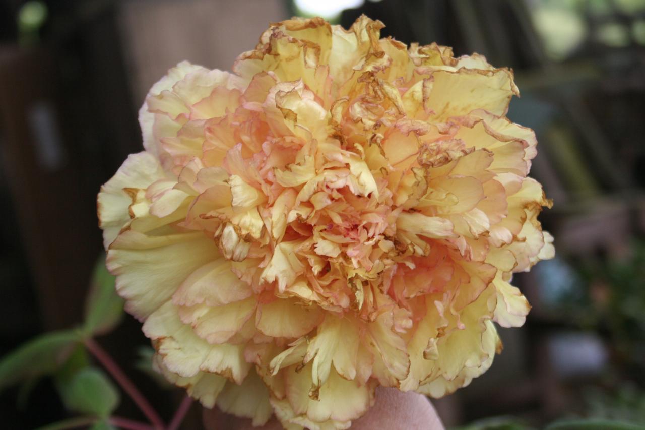 Paeonia x 'Souvenir de Maxime Cornu'