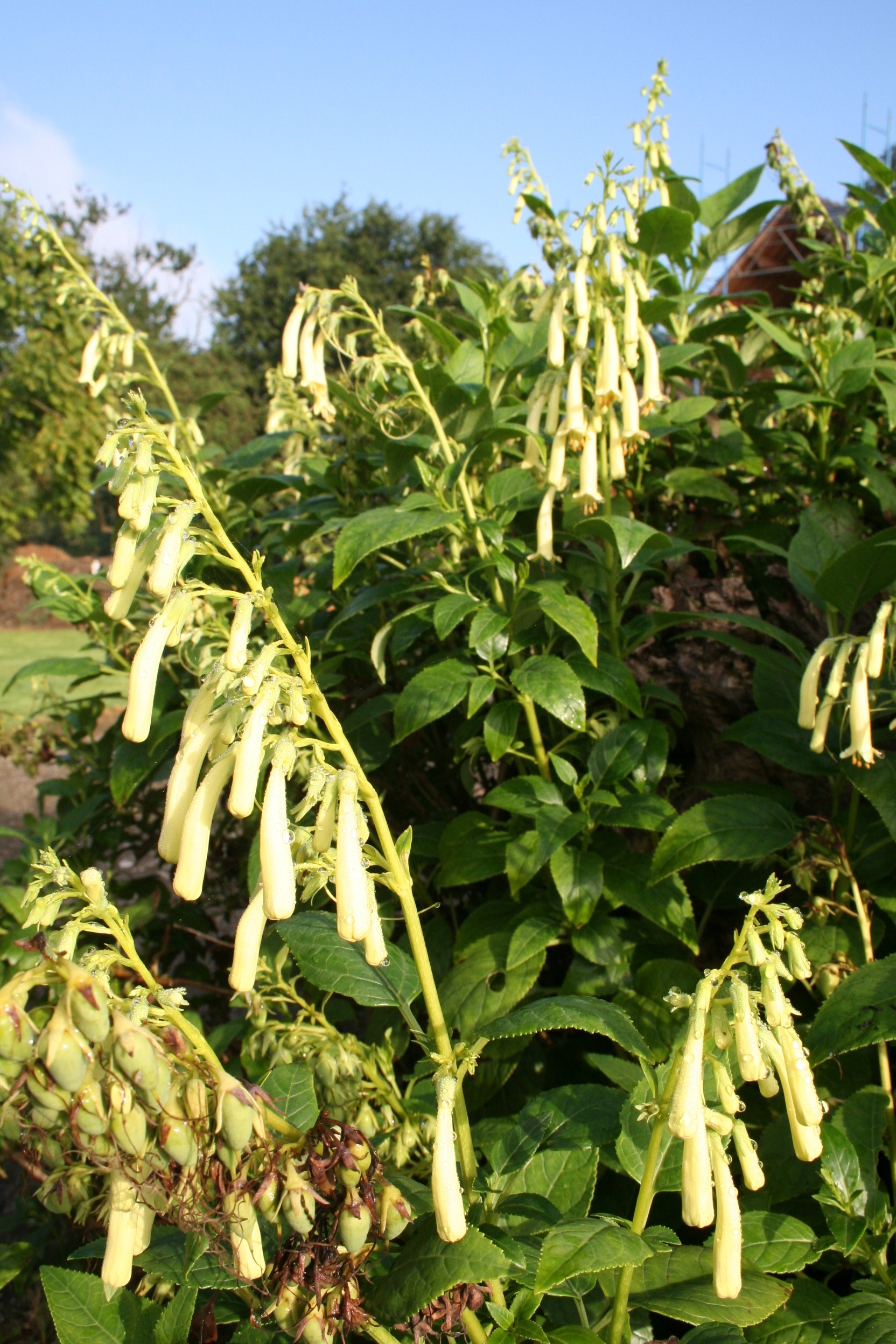 Phygelius aequalis 'Yellow Trumpet'
