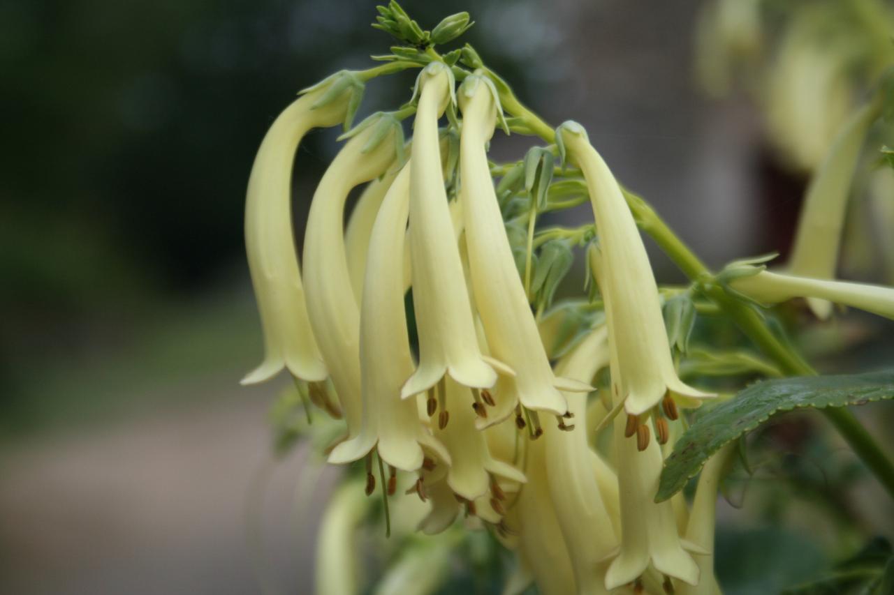 Phygelius aequalis 'Yellow Trumpet'