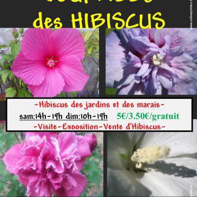 Prospectus hibiscus recto 2022