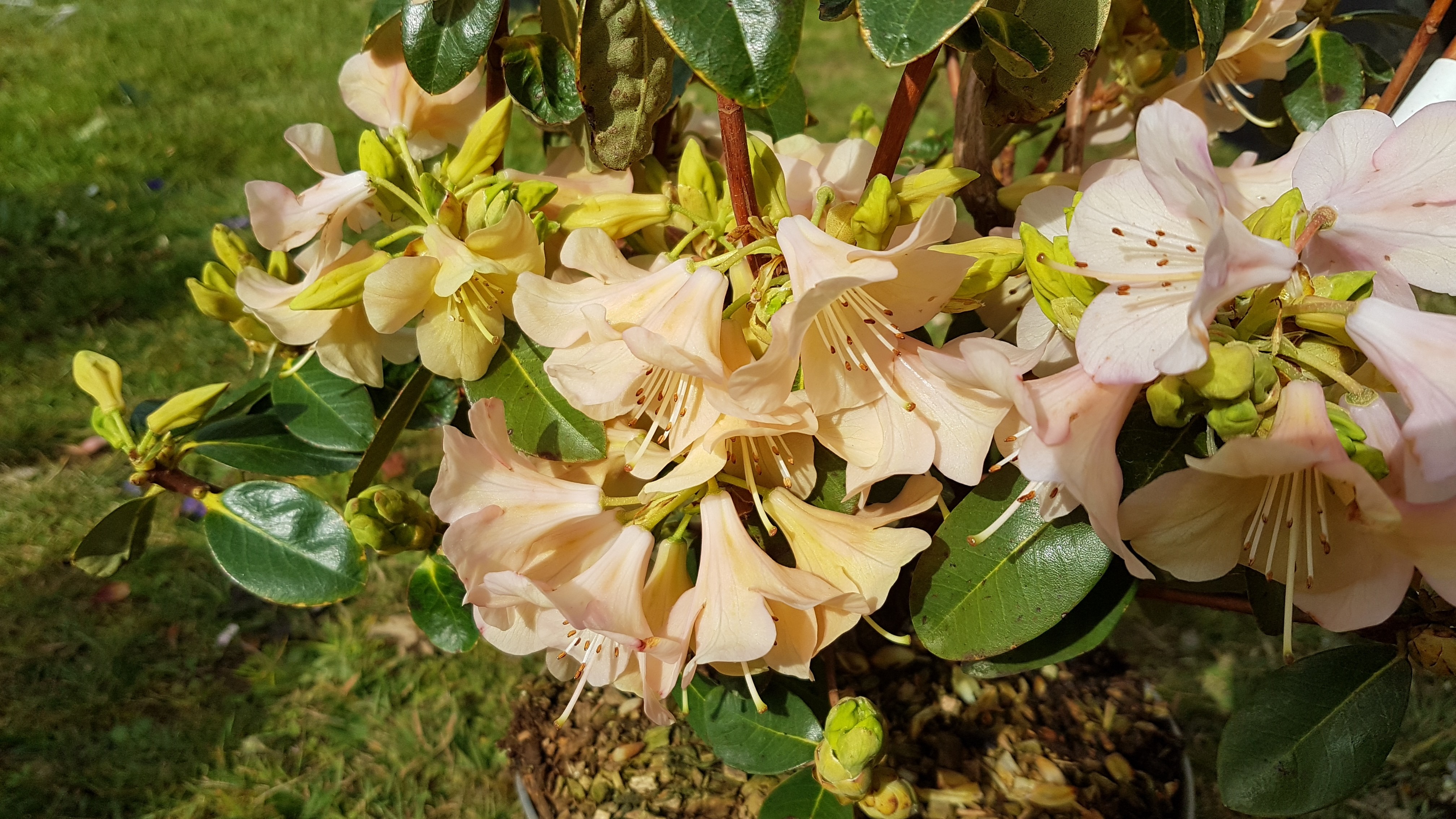 Rhododendron 'Alison Johnstone'