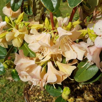 Rhododendron 'Alison Johnstone'