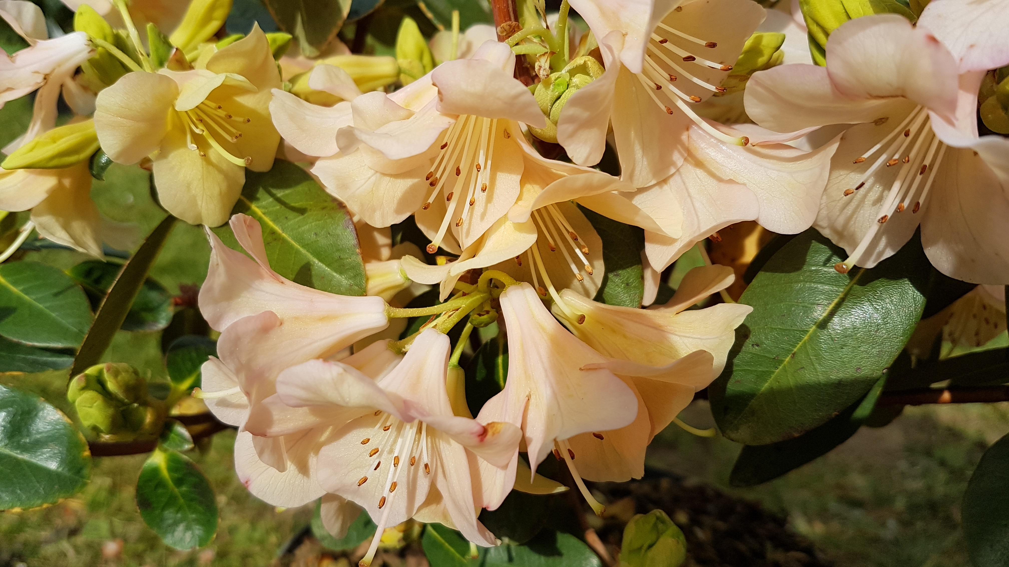 Rhododendron 'Alison Johnstone'