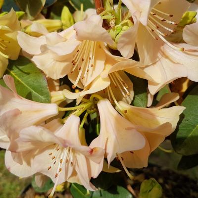 Rhododendron 'Alison Johnstone'