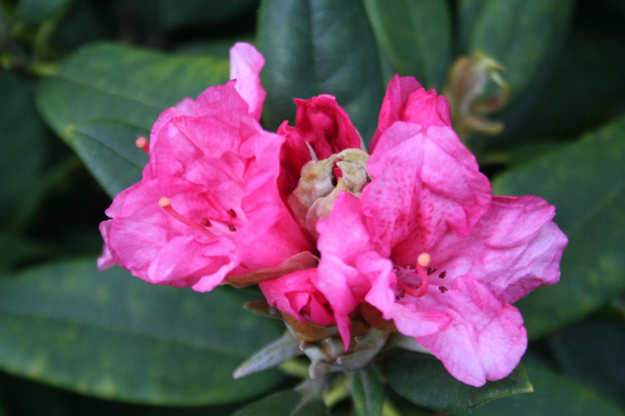 Rhododendron 'Aloha'