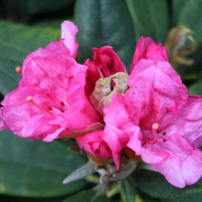 Rhododendron 'Aloha'