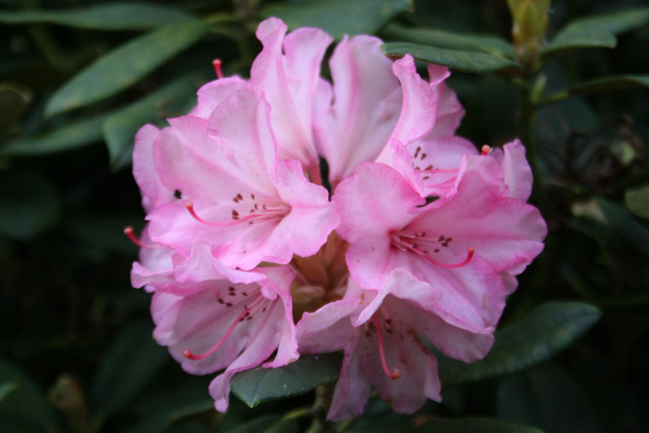 Rhododendron 'Aloha'