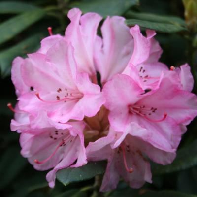 Rhododendron 'Aloha'-5-