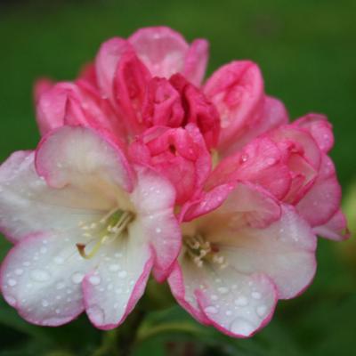 Rhododendron alutaceum ssp. alutaceum-5-