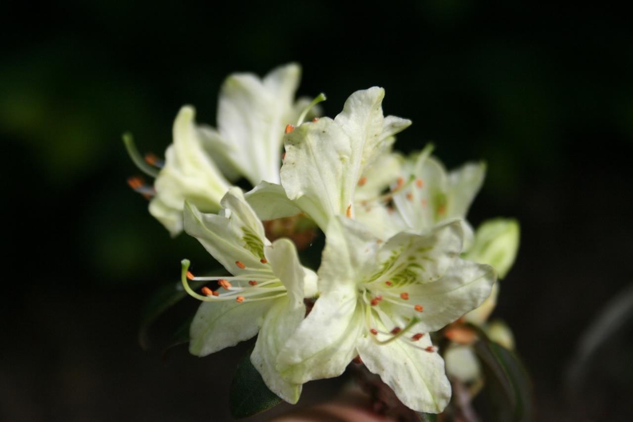 Rhododendron ambiguum-5-