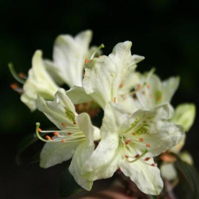 Rhododendron ambiguum-5-