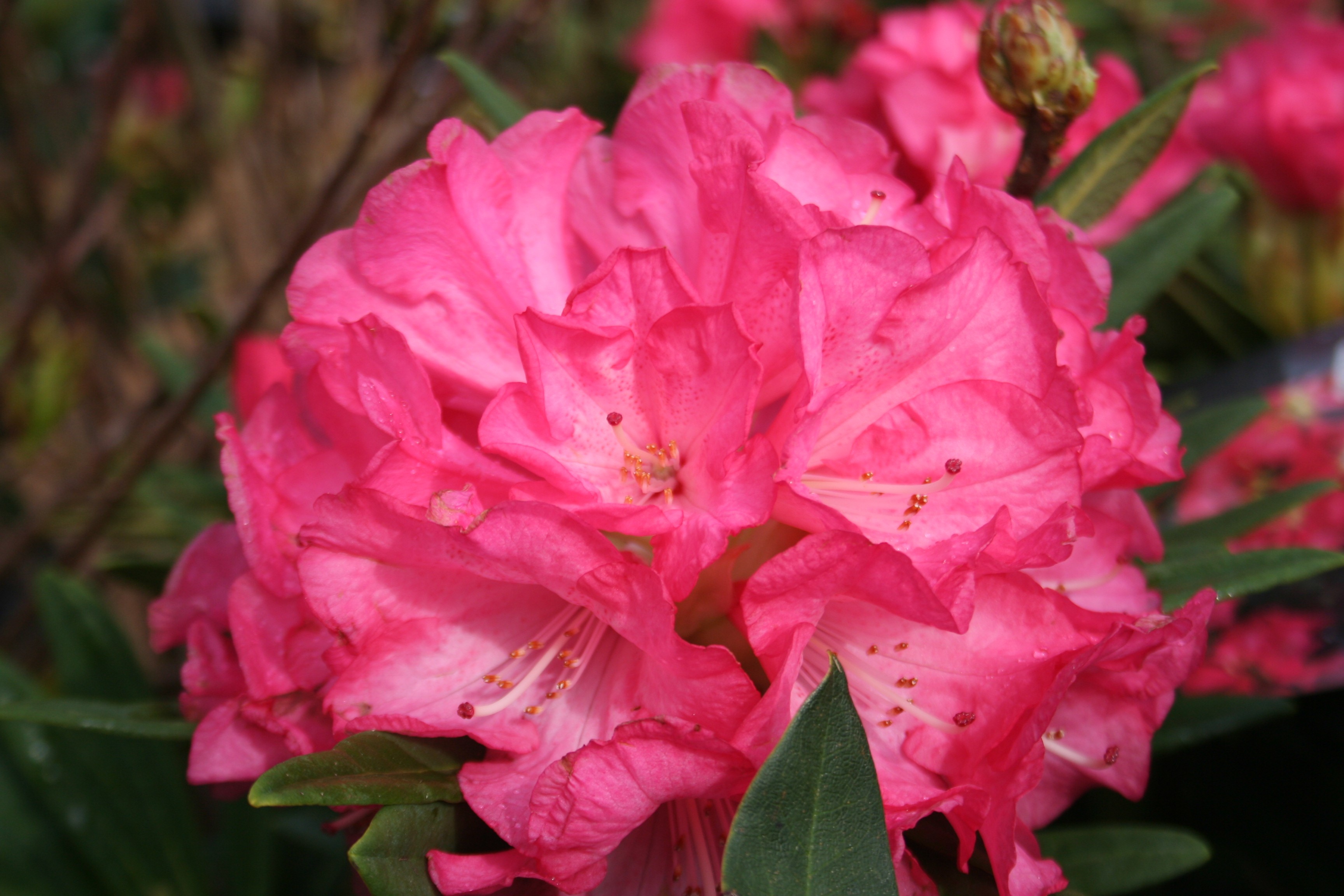 Rhododendron 'Anna'