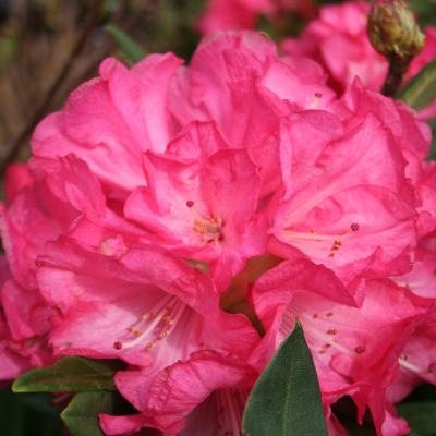 Rhododendron 'Anna'