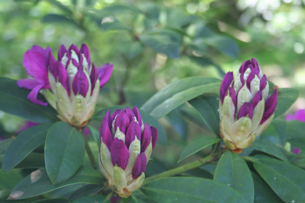 Rhododendron 'Anah Kruschke'