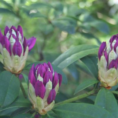 Rhododendron 'Anah Kruschke'