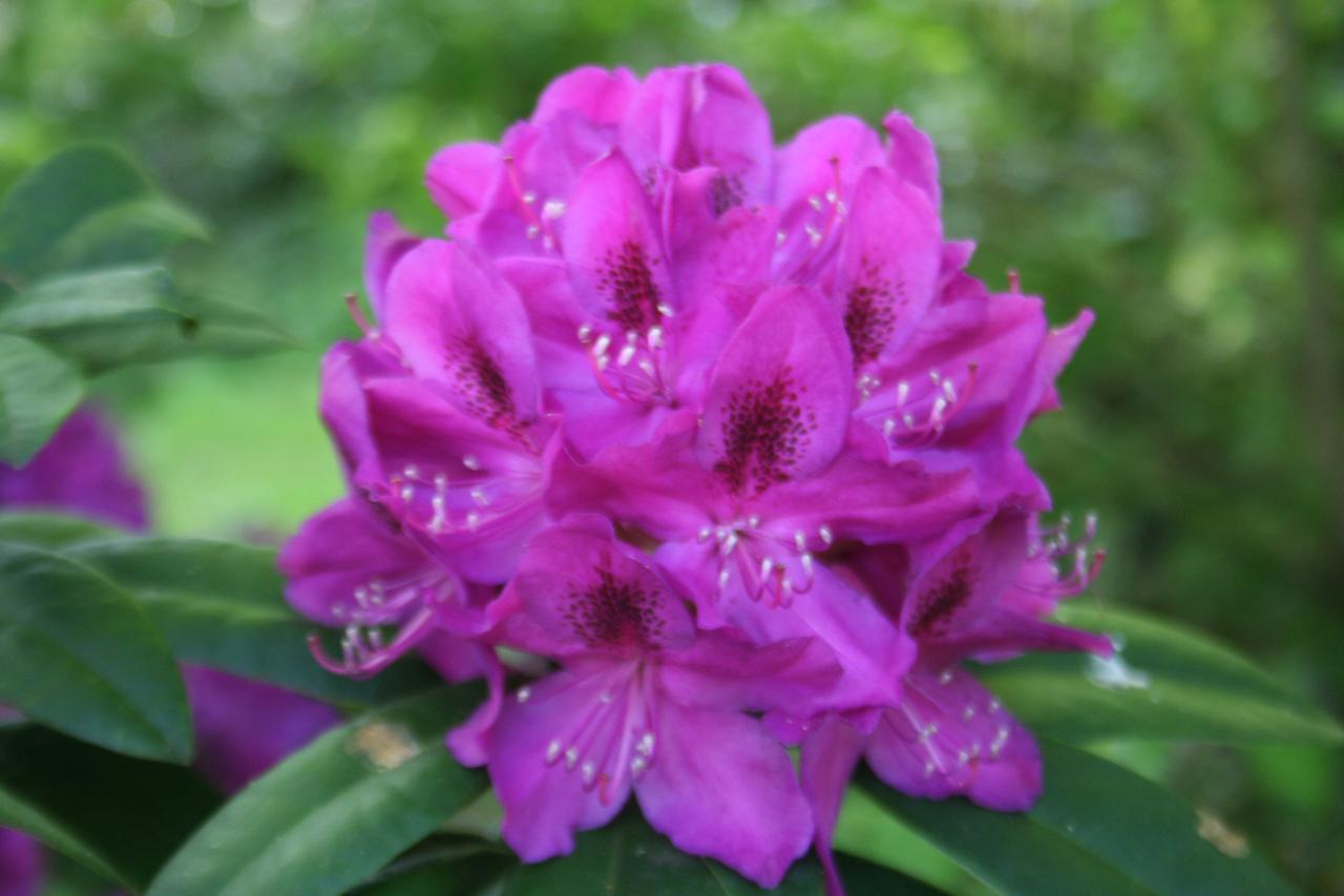 Rhododendron 'Anah Kruschke'