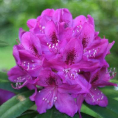 Rhododendron 'Anah Kruschke'