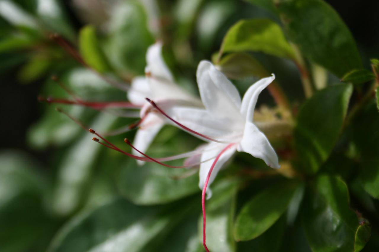 Rhododendron arborescens-2-