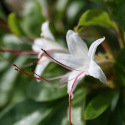 Rhododendron arborescens-2-