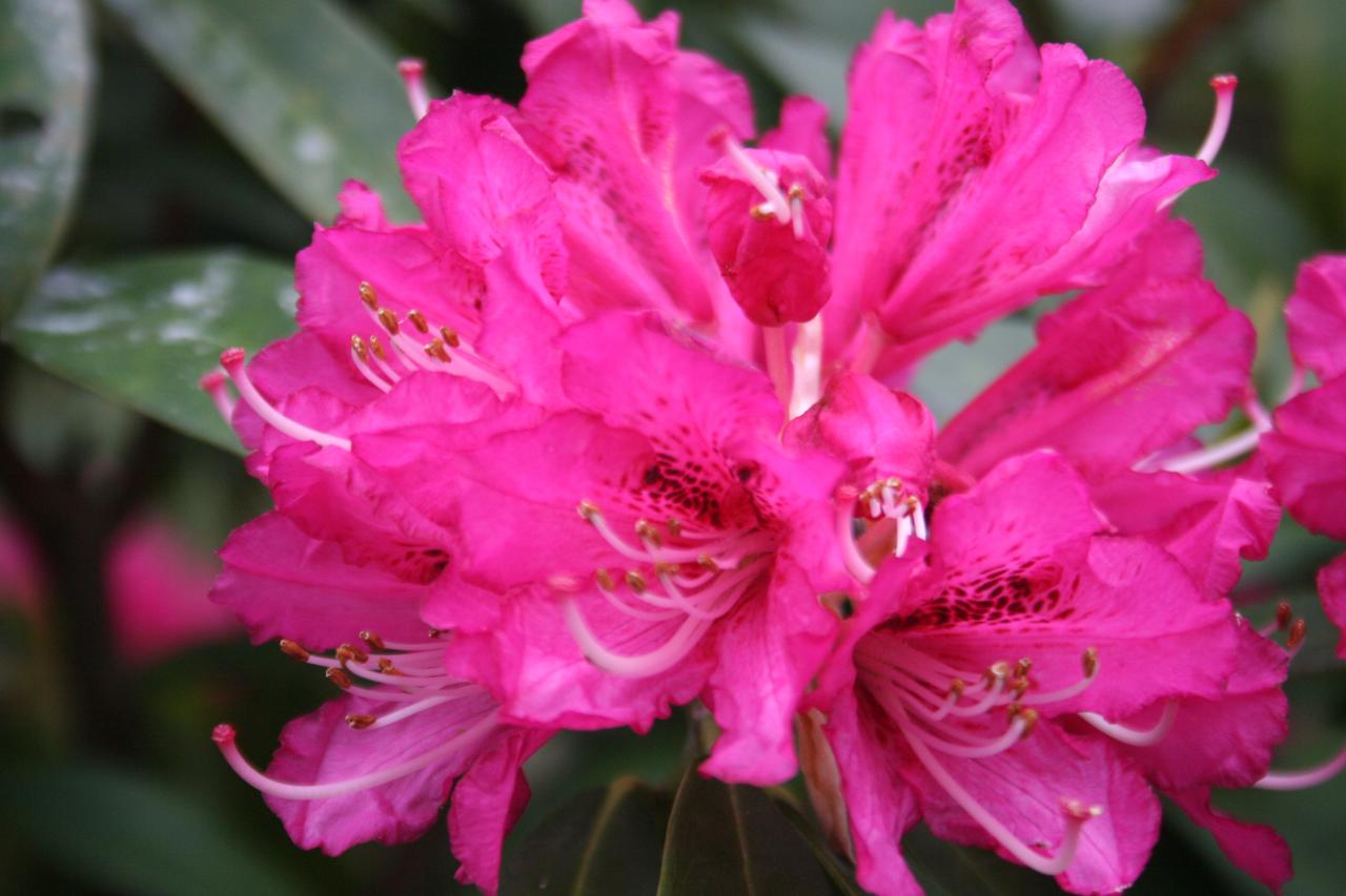 Rhododendron arboreum 'Roseum'