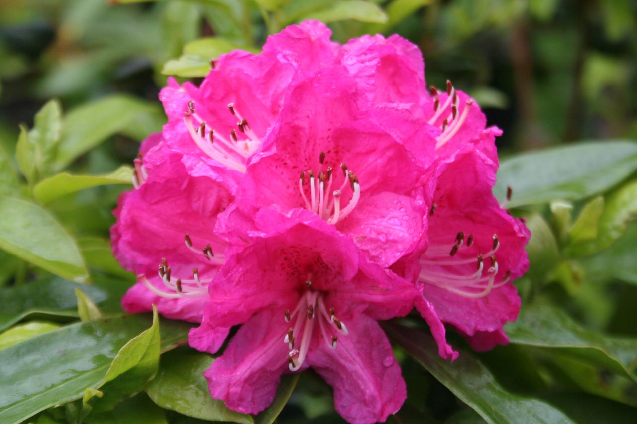 Rhododendron arboreum