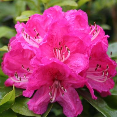 Rhododendron arboreum