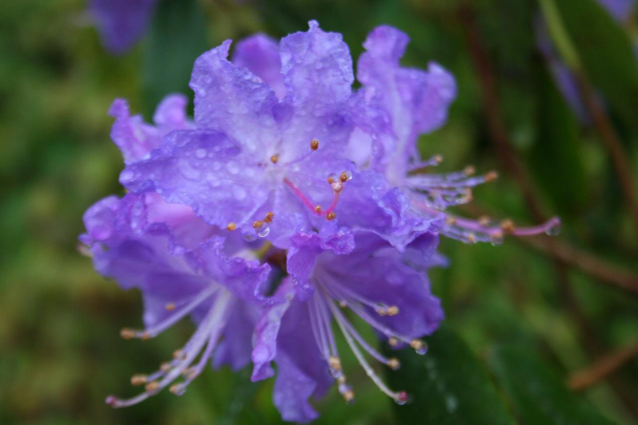 Rhododendron augustinii